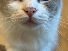 -有喵·猫咖·狗咖·30几只猫10只小狗(岗厦店)