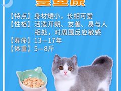 -70cat德文卷毛猫·缅因猫纯种猫舍