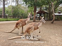 -可伦宾野生动物保护区