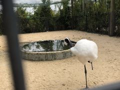 -盐城丹顶鹤湿地生态旅游区