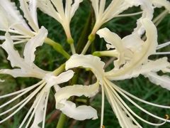 -白塘生态植物园