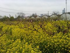 android_upload_pic-南汇桃花村