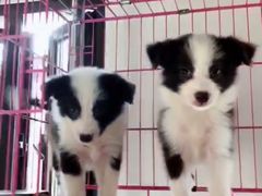 -翊宠yipet猫狗购宠庄园犬舍•猫舍