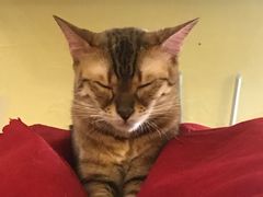 -猫色咖啡·猫咖