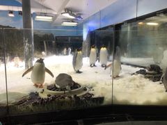 -悉尼海洋生物水族馆