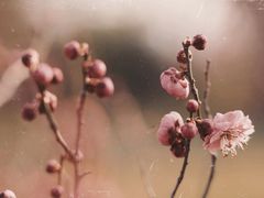 -蜀冈西峰生态公园