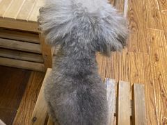 -志龙皇冠吃货椰子铺