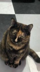 -星元素cosplay动漫摄影写真工作室