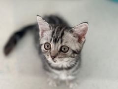 -糯米喵星人总部直营旗舰店·猫舍·幼猫出售