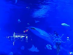 -烟台海昌鲸鲨海洋公园