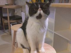 -平行世界·猫咖(首经贸店)