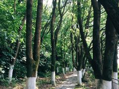 -青龙山公园