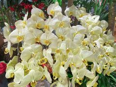 -循礼门鲜花花市(武汉循礼门店)