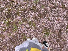 -上海共青森林公园