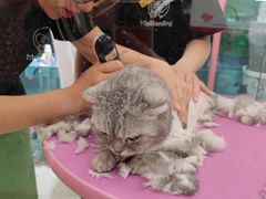 -FAELING PETS美天灵宠物(合生汇店)