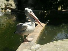 -吉隆坡雀鸟公园