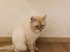-猫腻·猫咖·撸猫馆(星光大道店)