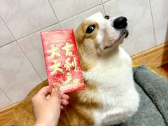 -艾贝尔宠物医院 ·内科全科(梁溪路店)