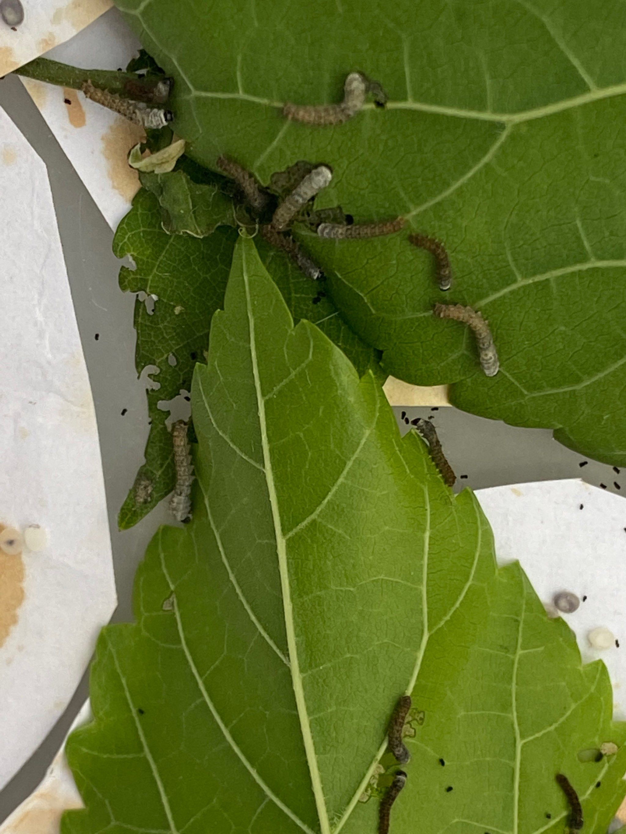 初生的蚕宝宝黑黢黢的