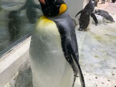 -大连圣亚海洋世界