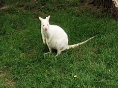 -大连森林动物园