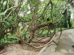 -中国科学院西双版纳热带植物园
