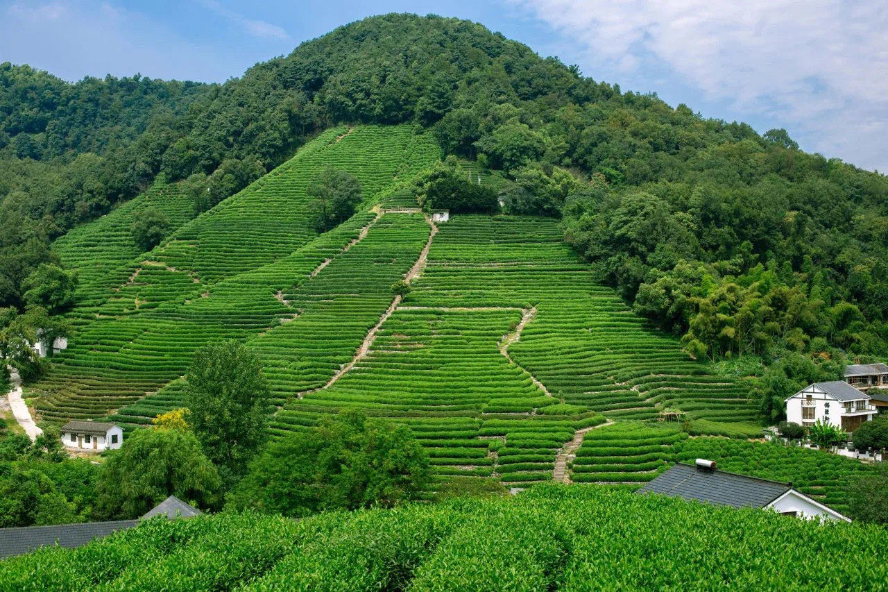 春天三件事,看茶山,喝西湖龙井,住茗涞采