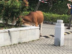 -德记山水豆腐花