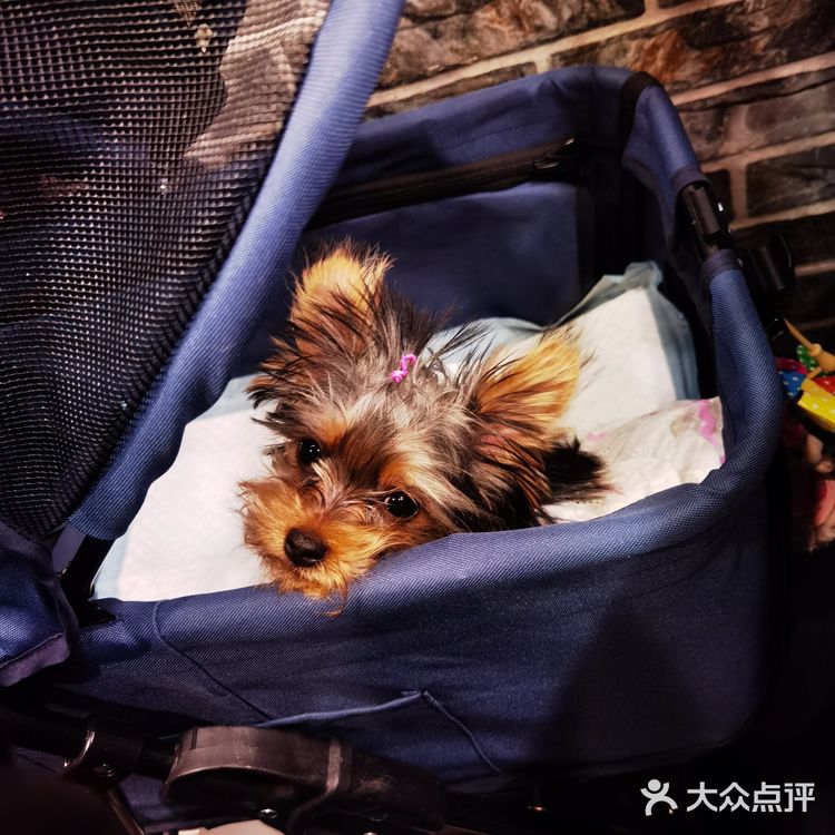 约克夏第一次做美容