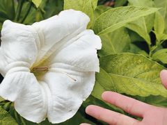-广西壮族自治区药用植物园