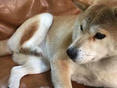 -李小姐の猫咖啡馆(五角场店)
