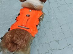 -帕帕拉兹宠物(亚洲旗舰店)