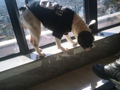 -猫狗日记·自助洗护·宠物寄养·售卖