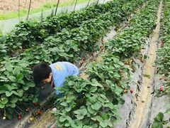 -小鱼草莓采摘园农家乐·小鱼餐厅
