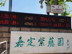 -嘉定紫藤园
