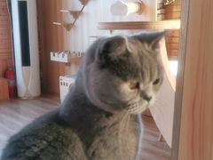 -猫的茶·猫咖