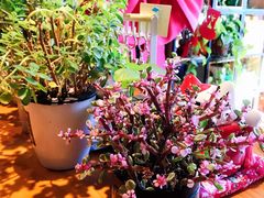 -ZING COFFEE 镜咖啡