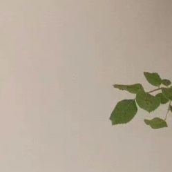 -凡碧诗毛孔收细