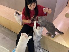 -more than meow吴止猫主题餐厅(承德 中船汇店)