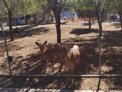 -北京鹿世界主题园