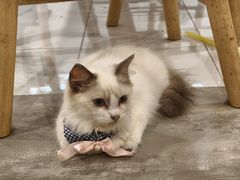 -楼上猫咖(罗湖店)