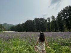 -紫海香堤香草艺术庄园