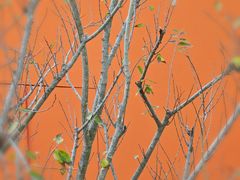 -深圳湾万象城(南山店)