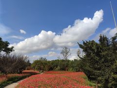 -东平国家森林公园