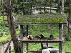 -中国大熊猫保护研究中心雅安碧峰峡基地