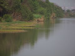 -大湾区中央湿地公园