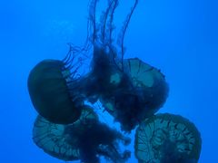 -太平洋海底世界