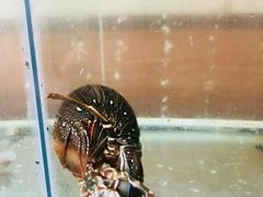 -QQ海鲜餐厅