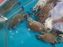 -仙螺岛海鲜自助餐厅(总店)