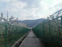 -树山生态村